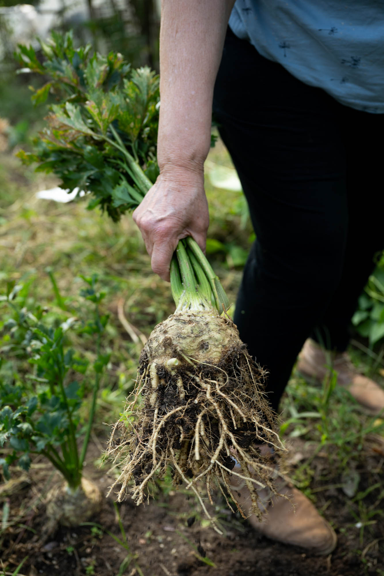 Knolselderij uit de moestuin