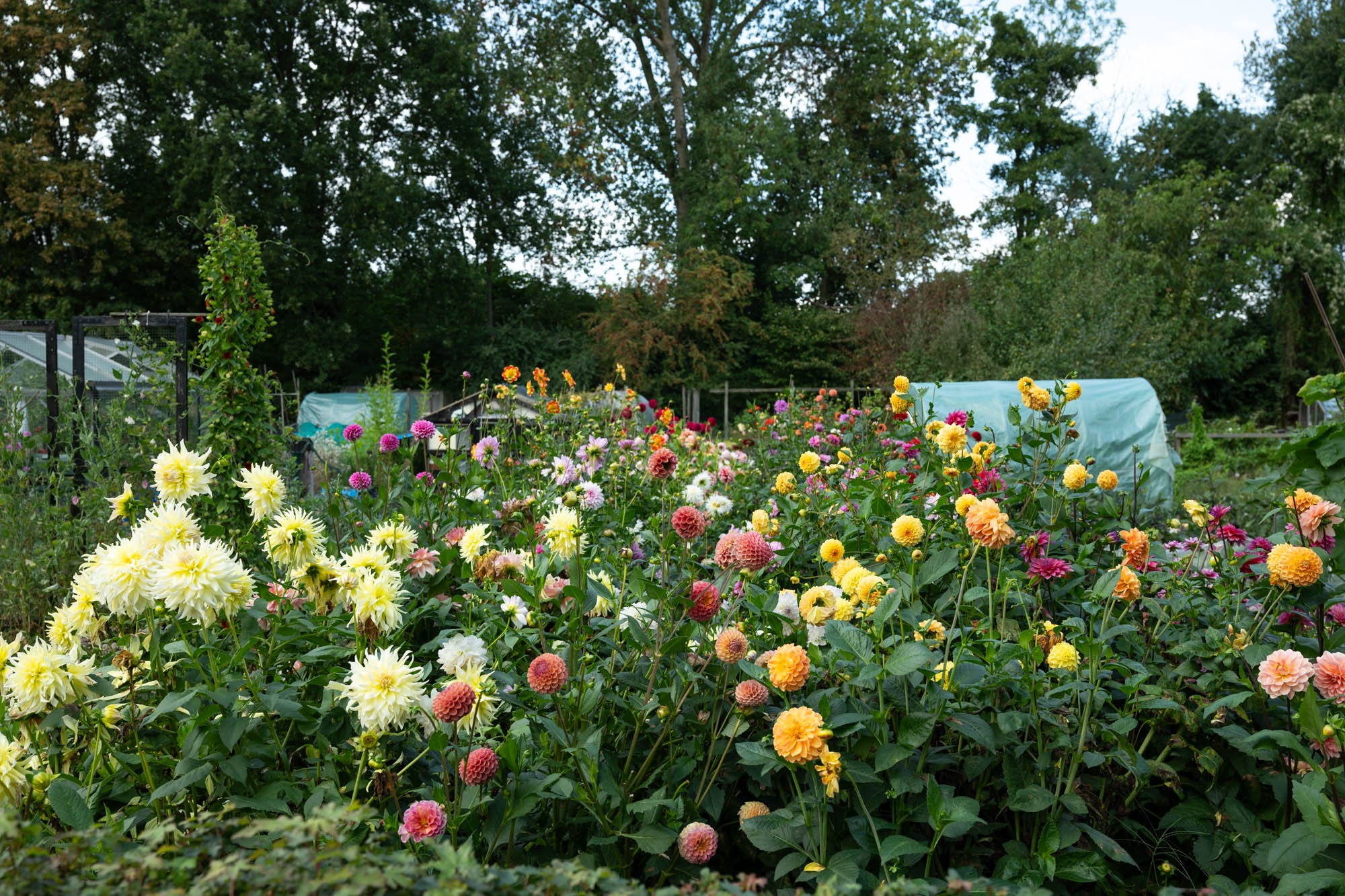 Bloeiende dahlia's op het volkstuincomplex
