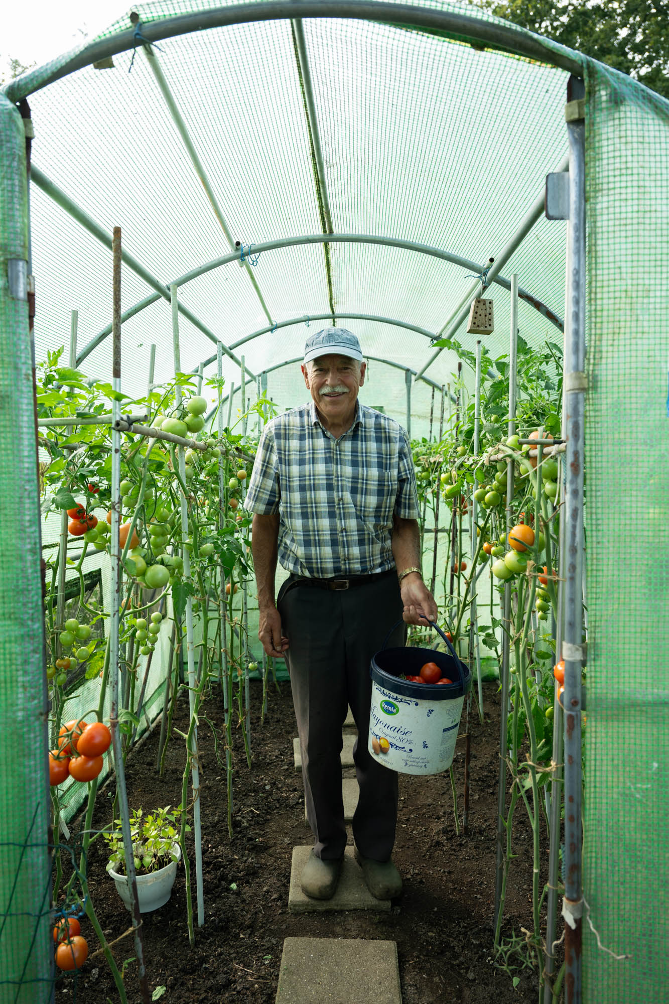 Volkstuinder met emmer tomaten in de kas